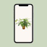 Monstera Minima - Ø15cm - ↕40cm