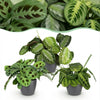 Green boutiQ - Kamerplant - Marantha Silverband, Marantha Lemon Lime Marantha Kerchoveana - Gebedsplant - Huisdiervriendelijke Plant - Groen - 3 Planten - met Potter Grijs - Pot 12cm - Hoogte 25cm