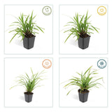 24x Carex morrowii 'Irish Green' - ↕10-25cm - Ø9cm