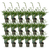 Green boutiQ - Bamboe - Fargesia robusta Pingwu - Bladhoudend - Niet Woekerend - Groen - 18 Planten - Pot 14cm - Hoogte 35cm