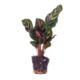 Calathea Makoyana - Pauwenplant - Terrarium plant - Potmaat 6
