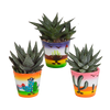 Gasteria/Haworthia mix 8,5cm - 3x - in Mexicaanse pot