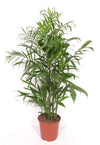 Chamaedorea Seifrizii - 150cm