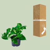 Epipremnum Aureum- Ø12cm - ↕20cm