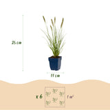 Green boutiQ - Grassen - Pennisetum alop. Hameln - Lampenpoetsergras - Met Pluim - Groen - 24 Planten - Pot 11cm - Hoogte 15-25cm