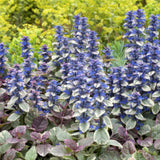 48x Ajuga reptans 'Burgundy Glow' - ↕10-25cm - Ø9cm