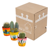 Cactus mix 8.5 cm - 3x - in Mexicaanse pot