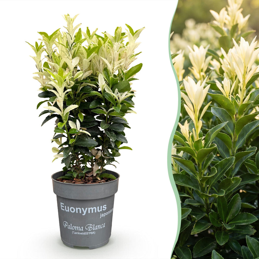 Euonymus japonica Paloma Blanca — Kardinaalsmutshaag, 16 stuks, 20-30 cm