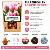 Tulpenbollen Apricot Delight — abrikoosroze tulp, 20 stuks (maat 11/12)