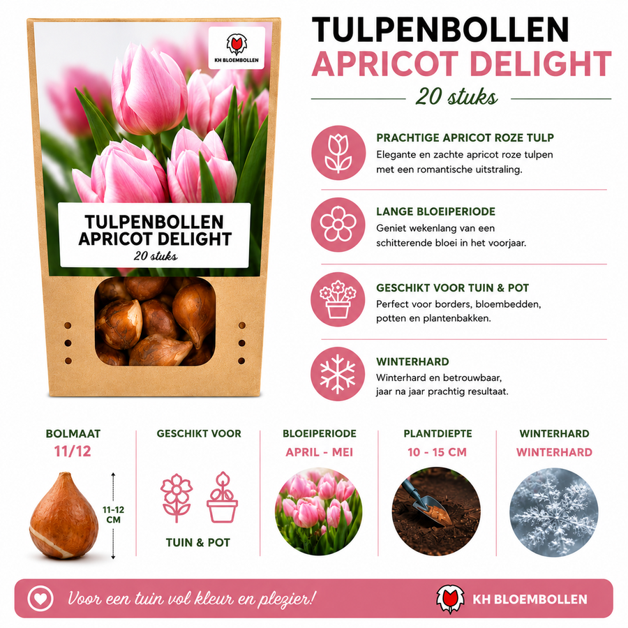 Tulpenbollen Apricot Delight — abrikoosroze tulp, 20 stuks (maat 11/12)