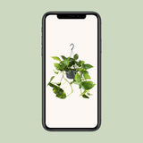 Epipremnum Aureum- Ø15cm - ↕25cm