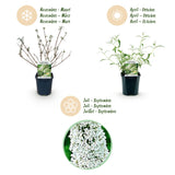 Green boutiQ - Tuinplant - Buddleja davidii White Profusion - Vlinderstruik - Winterhard - Wit - 1 Plant - Pot 17cm - Hoogte 45cm