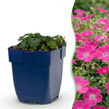 Green boutiQ - Vasteplant - Geranium sang. Max Frei - Ooievaarsbek - Bodembedekkend - Roze - 24 Planten - Pot 11cm - Hoogte 15-25cm