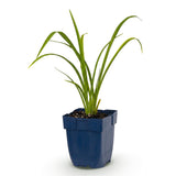 Green boutiQ - Vasteplant - Hemerocallis Mauna Loa - Daglelie - Bijen en Vlinderlokkers - Oranje - 1 Plant - Pot 11cm - Hoogte 15-25cm