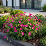 Green boutiQ - Vasteplant - Geranium sang. Max Frei - Ooievaarsbek - Bodembedekkend - Roze - 12 Planten - Pot 11cm - Hoogte 15-25cm