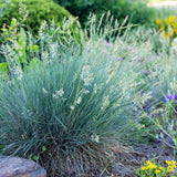 Green boutiQ - Siergrassen - Festuca glauca Intense Blue- Blauw - 1 Plant - Groenblijvend - Winterhard - Pot 17cm Hoogte 50cm