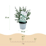 Green boutiQ - Terrasplant - Eucalyptus boom - Eucalyptus gunni- Grijs - 2 Planten - Winterhard - Pot 14cm Hoogte 30cm