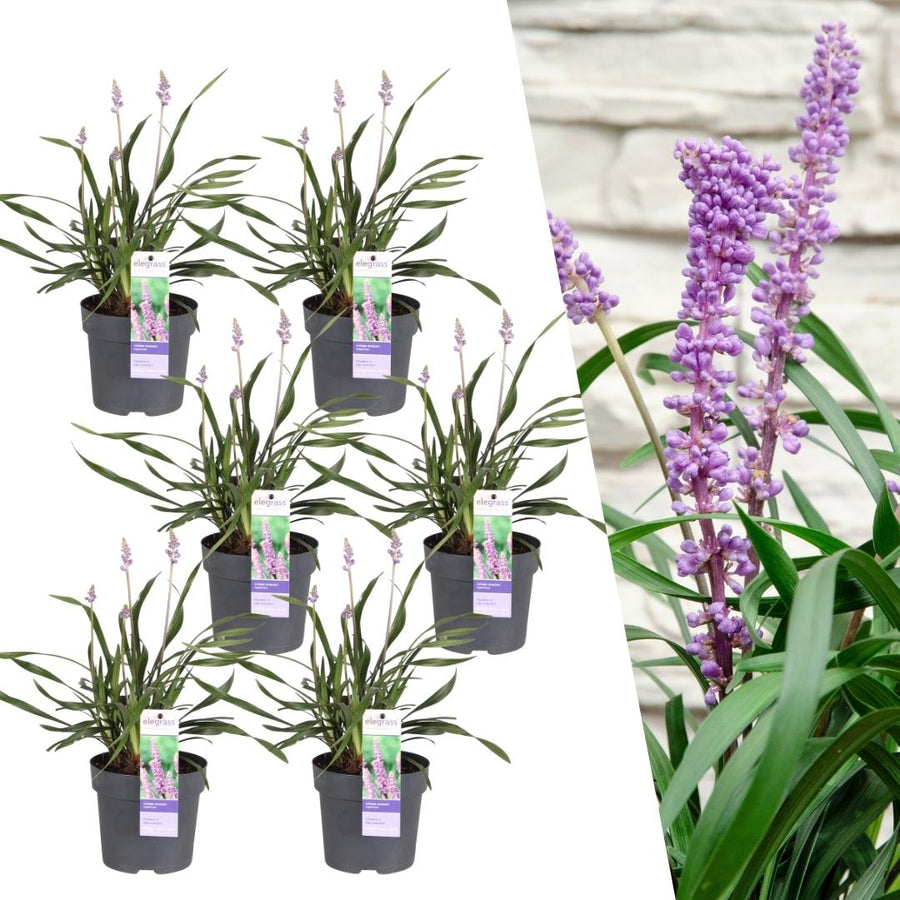 Liriope muscari 'Ingwersen' – 6 planten · pot Ø14 cm · 25 cm hoog