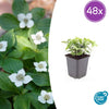 48x Cornus canadensis - ↕10-25cm - Ø9cm
