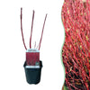 Green boutiQ - Heesters - Cornus sibirica - Rode Takken - 1 Plant - Bladverliezend - Weinig Onderhoud - Pot 17cm Hoogte 45cm
