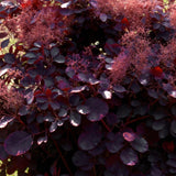 Green boutiQ - Tuinplant - Cotinus coggyria Royal Purple - Paars - 3 Planten - Bladverliezend - Weinig Onderhoud - Pot 12cm Hoogte 35cm