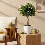 Green boutiQ - Kamerplanten - Schefflera Gold Capelle - Vingerboom - Weinig onderhoud - Groen - goud - 1 Plant - met Potter Wit - Pot 21cm - Hoogte 70-80cm