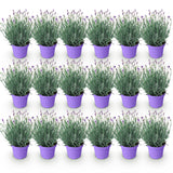 Green boutiQ - Tuinplant - Lavandula angustifolia Munstead - Lavendel - Winterhard - Paars - 18 Planten - Pot 12cm - Hoogte 15-25cm