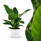 Green boutiQ - Kamerplant - Philodendron - Philodendron Imperial Green - Groen - Weinig onderhoud - 1 Plant - met Potter Wit - Pot 19cm - Hoogte 65cm