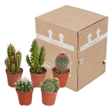 Cactus mix 5.5 cm - 5x - zonder pot
