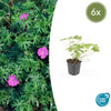 6x Geranium 'Tiny Monster' - ↕10-25cm - Ø9cm