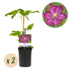 Green boutiQ - Klimplant - Clematis Ville de Lyon - Bloem Roze - Weinig onderhoud -2 planten -Pot 11cm Hoogte 40cm