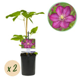 Green boutiQ - Klimplant - Clematis Ville de Lyon - Bloem Roze - Weinig onderhoud -2 planten -Pot 11cm Hoogte 40cm