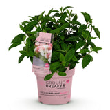 Green boutiQ - Tuinplant - Hydrangea panniculata Groundbreaker Blush - Pluimhortensia - Winterhard - Roze - 1 Plant - Pot 14cm - Hoogte 20-25cm