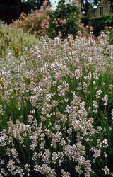 12x Lavandula int. 'Edelweiss' - ↕10-25cm - Ø9cm