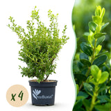Green boutiQ - Buxus Haag - BetterBuxus Babylon Beauty - Resistant tegen de Buxus schimmel - 4 planten - 1 strekkende meter - pot 19cm hoogte 50-55