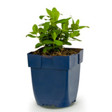 Green boutiQ - Vasteplant - Hypericum calycinum - Sint-Janskruid - Bijen- en vlinderlokkers - Geel - 1 Plant - Pot 11cm - Hoogte 15-25cm