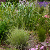 Green boutiQ - Siergrassen - Festuca glauca Golden Toupee - Geel - 4 Planten - Bladhoudend - Weinig Onderhoud - Pot 17cm Hoogte 50cm