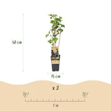 Green boutiQ - Fruitplant - Ribes nigrum Ben Nevis - Bessenplant - Winterhard - Zwarte Bes - 2 Planten - Pot 15cm - Hoogte 50cm