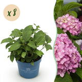 Green boutiQ - Tuinplant - Hydrangea Endles Summer The Original Pink - Hortensia - Winterhard - Roze - 8 Planten - Pot 14cm -Hoogte 20-25cm