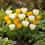 Tulpenbollen Sunbath — geel-witte tulp, 120 stuks (maat 11/12)
