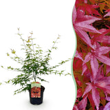 Green boutiQ - Terrasplant - Japanse Esdoorn - Acer palmatum Pink Dwarf - Roze - 1 Plant - Bladverliezend - Pot 19cm Hoogte 70cm
