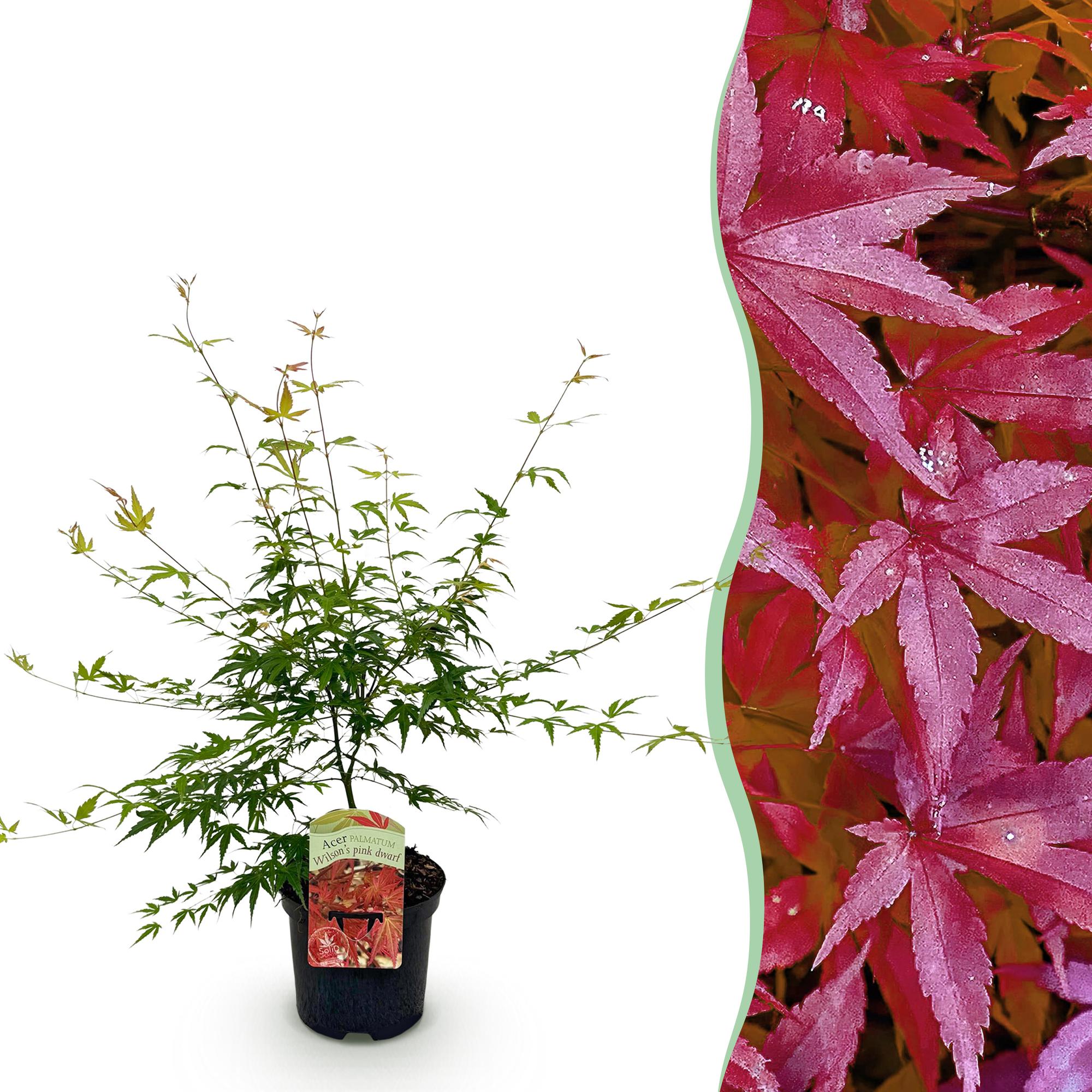 Green boutiQ - Terrasplant - Japanse Esdoorn - Acer palmatum Pink Dwarf - Roze - 1 Plant - Bladverliezend - Pot 19cm Hoogte 70cm