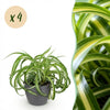 Green boutiQ - Kamerplant - Chlorophytum comosum Bonnie - Krullende Graslelie - Huisdiervriendelijke Plant - Groen - 4 Planten - met Potter Grijs - Pot 12cm - Hoogte 20cm