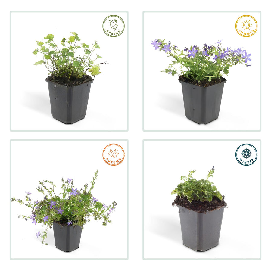 Campanula poscharskyana 'Stella' – 12 planten · pot Ø9 cm · 10-25 cm hoog (foto 4)