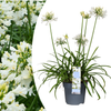 Agapanthus 'Everwhite'23cm