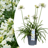 Agapanthus 'Everwhite'23cm