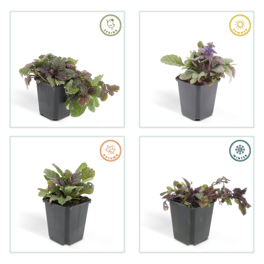 Ajuga reptans 'Burgundy Glow' – 12 planten · pot Ø9 cm · 10-25 cm hoog (foto 4)