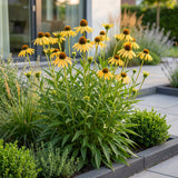 Green boutiQ - Vasteplant - Echinacea paradoxa - Zonnehoed - Bijen- en vlinderlokkers - Geel - 12 Planten - Pot 11cm - Hoogte 15-25cm