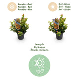 Green boutiQ - Tuinplant - Leucothoe Curly Gold - Geel - 1 Plant - Groenblijvend - Weinig Onderhoud - Pot 17cm Hoogte 40cm