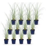 Green boutiQ - Grassen - Miscanthus sin. Morning Light - Pampusgras - Met Pluim - Zilver - 12 Planten - Pot 11cm - Hoogte 15-25cm